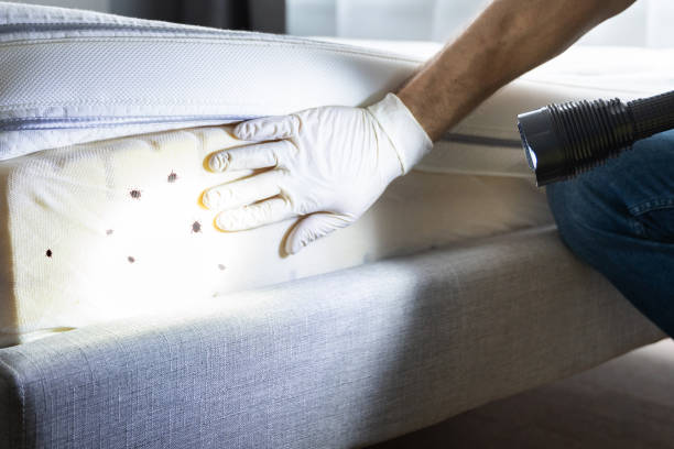 Best Termite Control Services  in Winchester, NV
