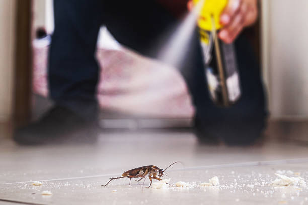 Best Local Pest Control Services  in Winchester, NV